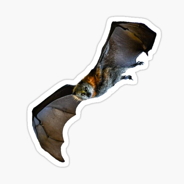Open Winged Spectacled Bat Sticker
