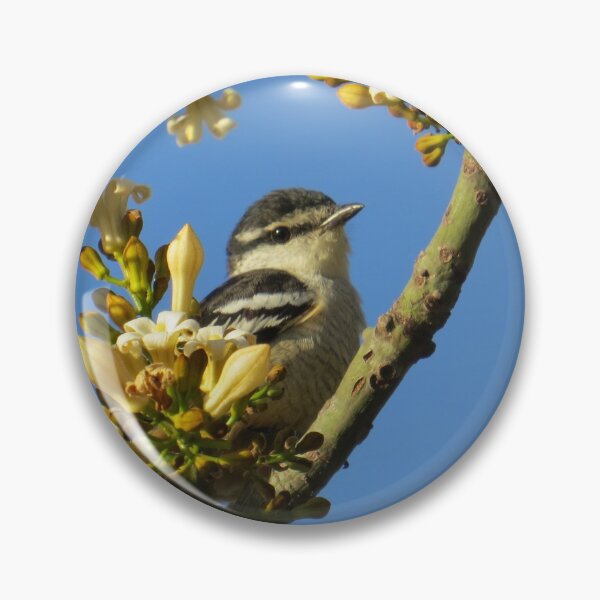 Item preview, Varied Triller. designed and sold by Genevieve Hanlon Art and Photography.