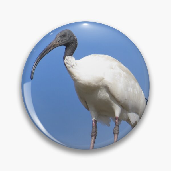 Item preview, Australian Ibis designed and sold by Genevieve Hanlon Art and Photography.