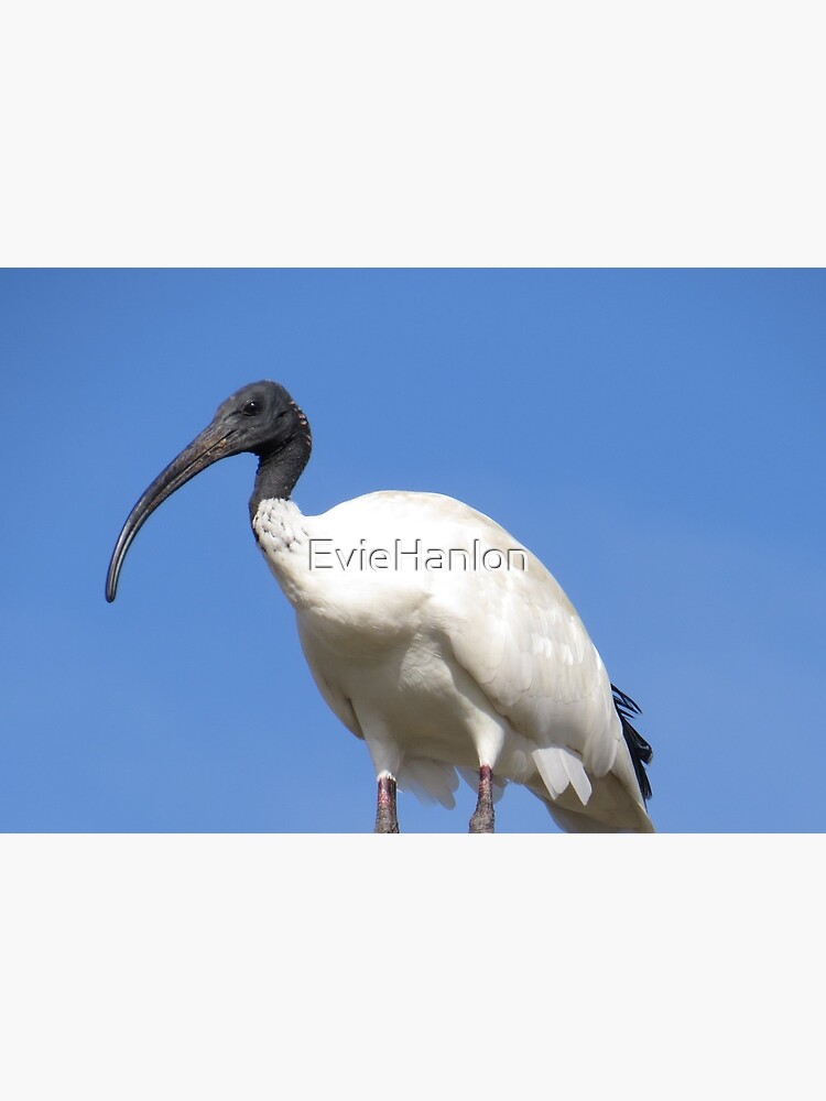Australian Ibis by EvieHanlon