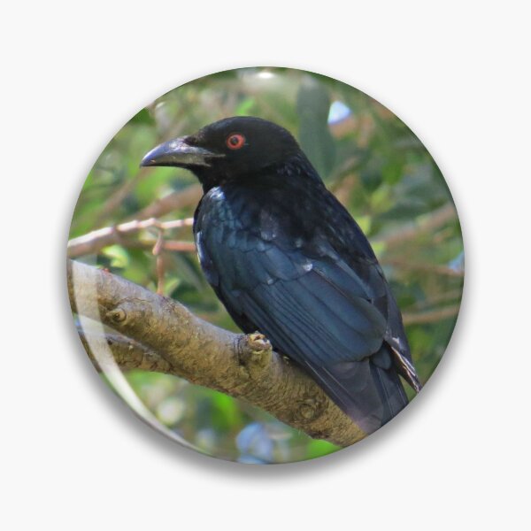 Item preview, Spangled Drongo designed and sold by Genevieve Hanlon Art and Photography.