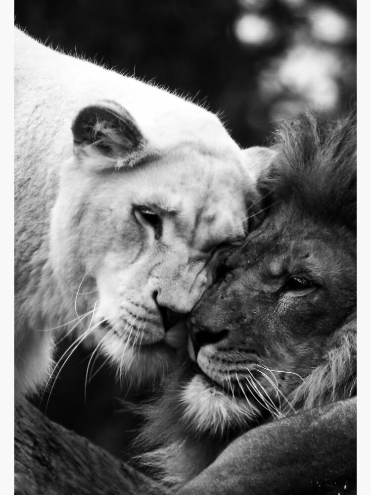 Tarjetas de felicitación «Amor leones blanco y negro» de byanastasia |  Redbubble