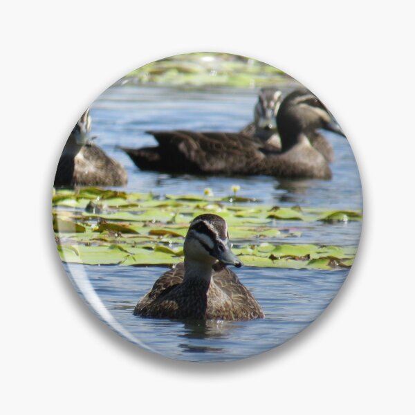 Item preview, Pacific Black Ducks designed and sold by Genevieve Hanlon Art and Photography.