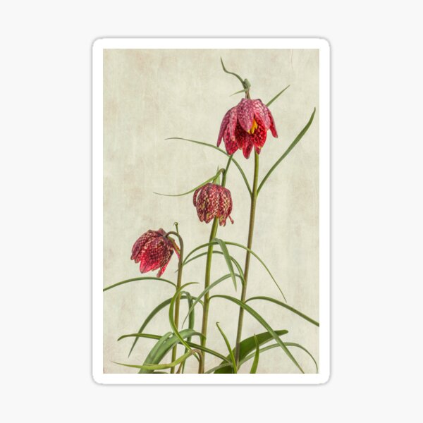 Flowers of the Fritillaria meleagris Sticker