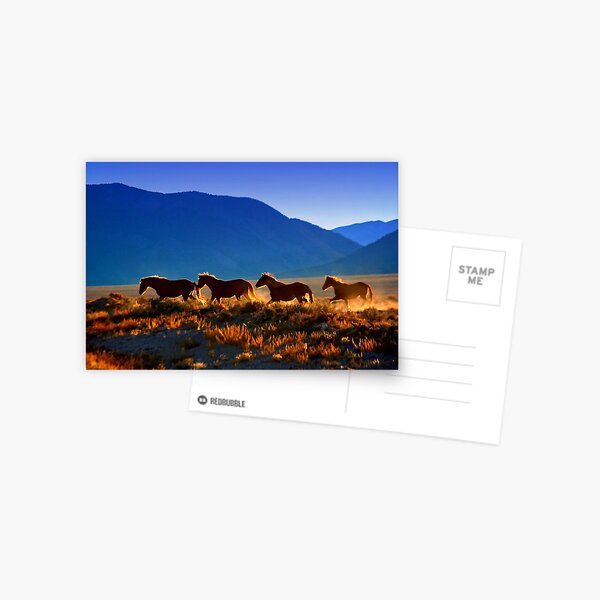 Mustang Trail Postcard