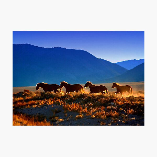 Mustang Trail Photographic Print