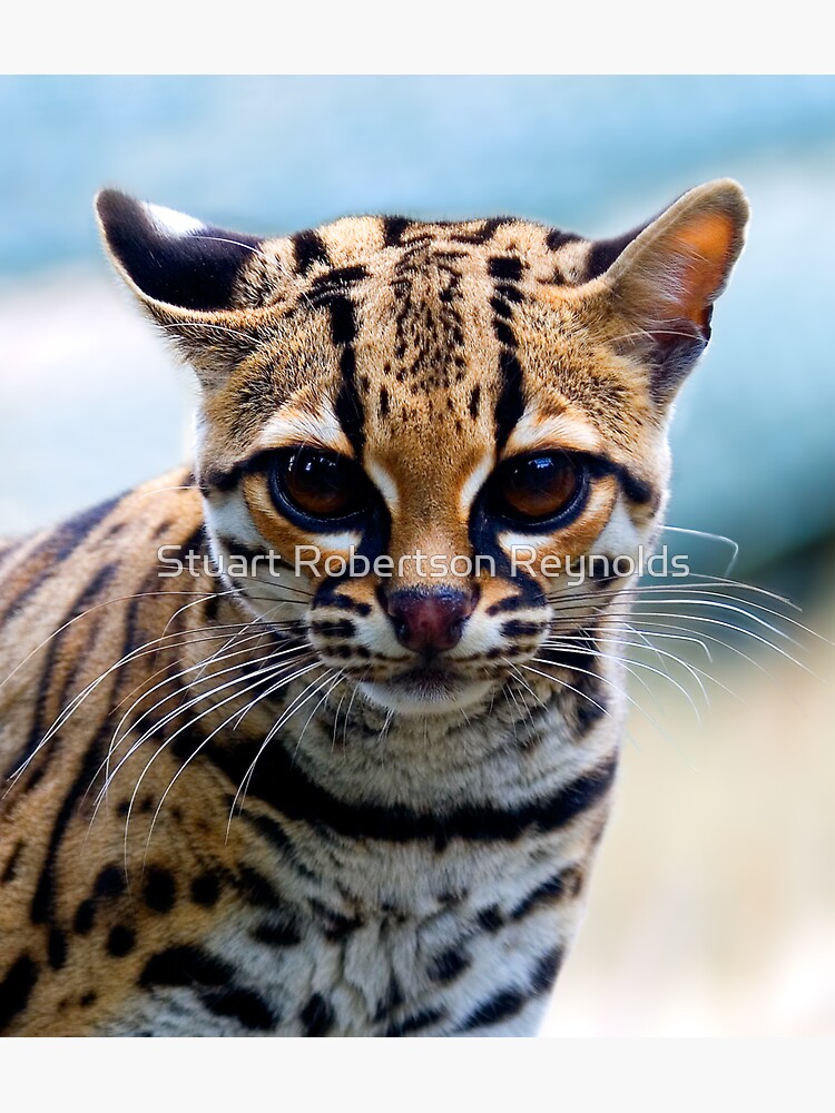 Margay by Sparky2000