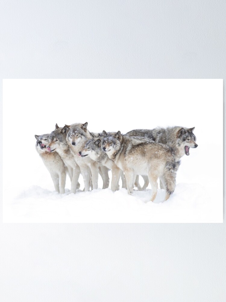 Póster «La manada de lobos - lobos de madera» de darby8 | Redbubble