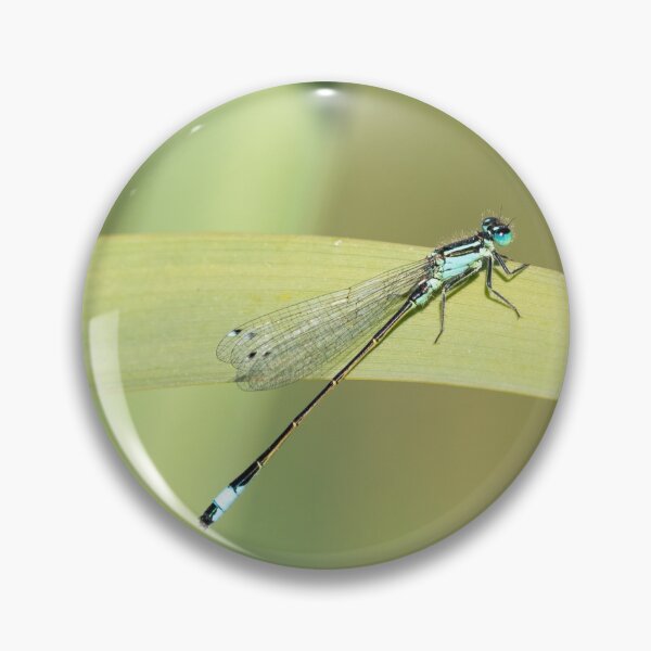 Item preview, Azure Damselfly Sitting on a Reed designed and sold by MargaretClavell.