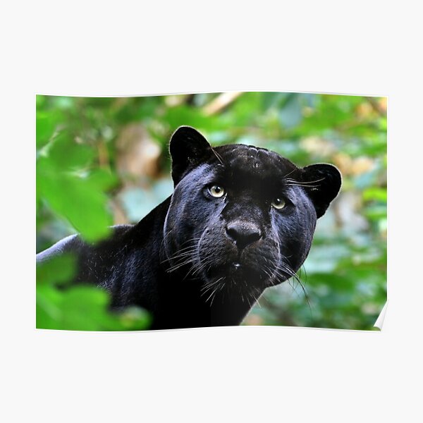 Black Jag Poster