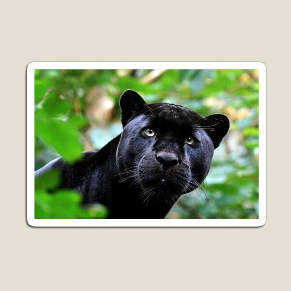 Black Jag Magnet