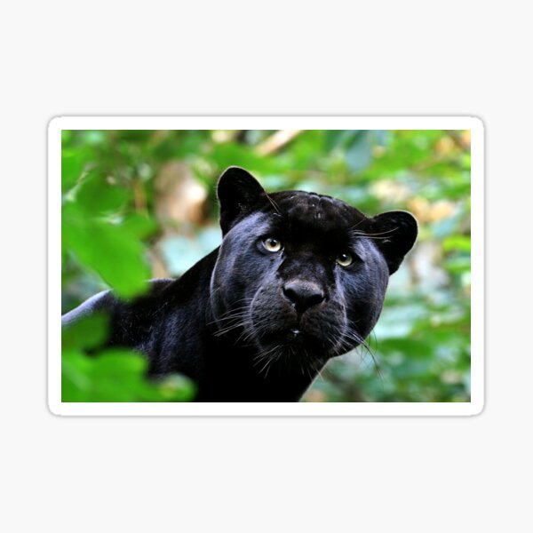 Black Jag Sticker