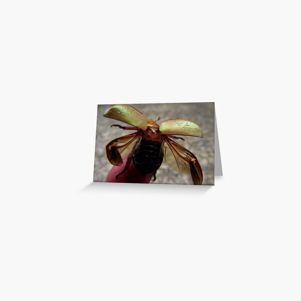 Free... Greeting Card