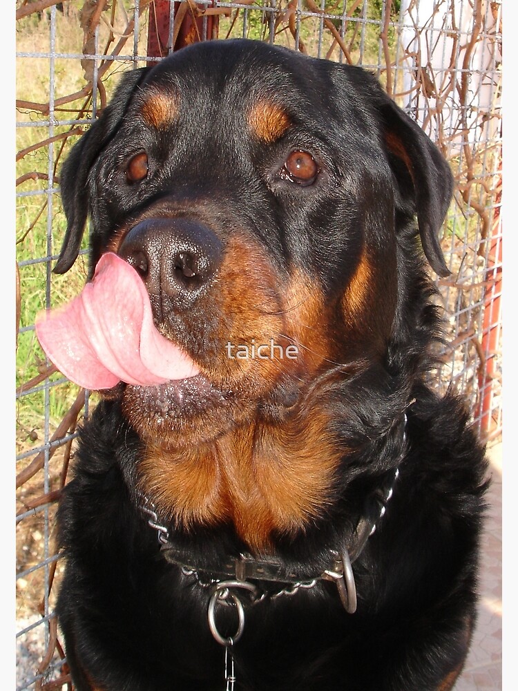 Large Male Rottweiler Licking His Lips