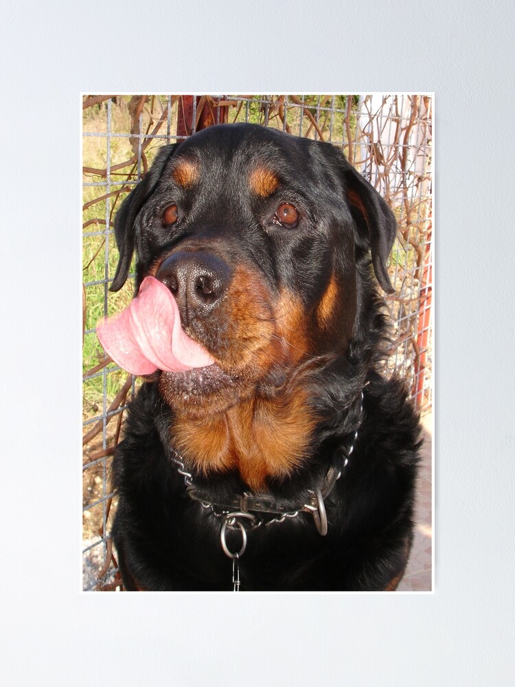 large male rottweiler
