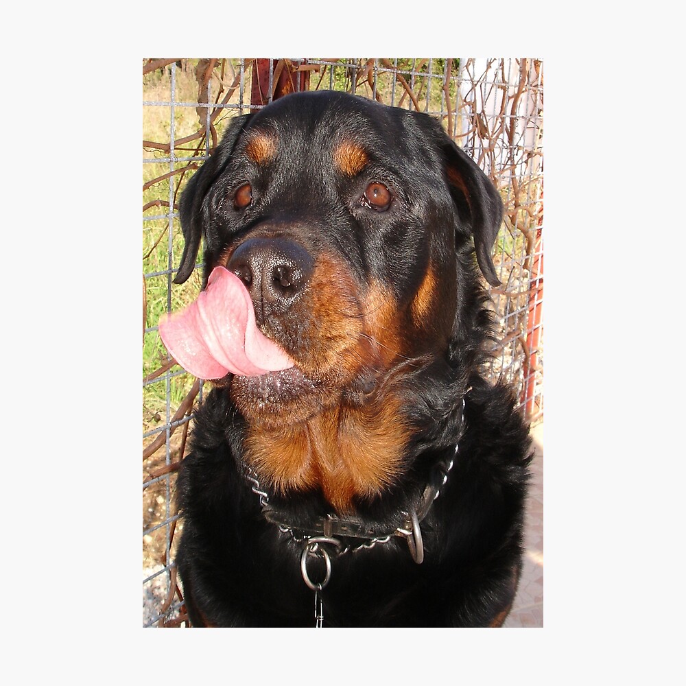 Large Male Rottweiler Licking His Lips Poster By Taiche Redbubble