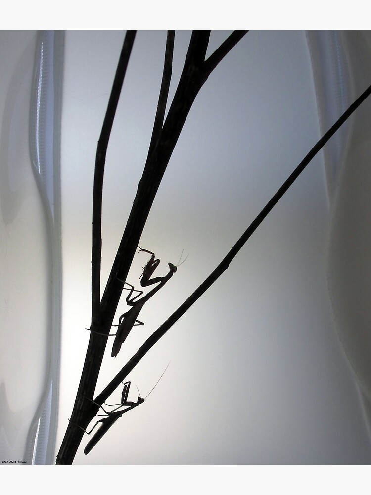 Mantis Silhouette by mark-bugs-org