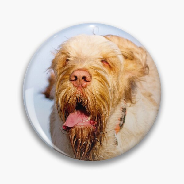 Item preview, Go for launch Spinone by heidiannemorris designed and sold by FOLK ART FUSION by heidiannemorris.