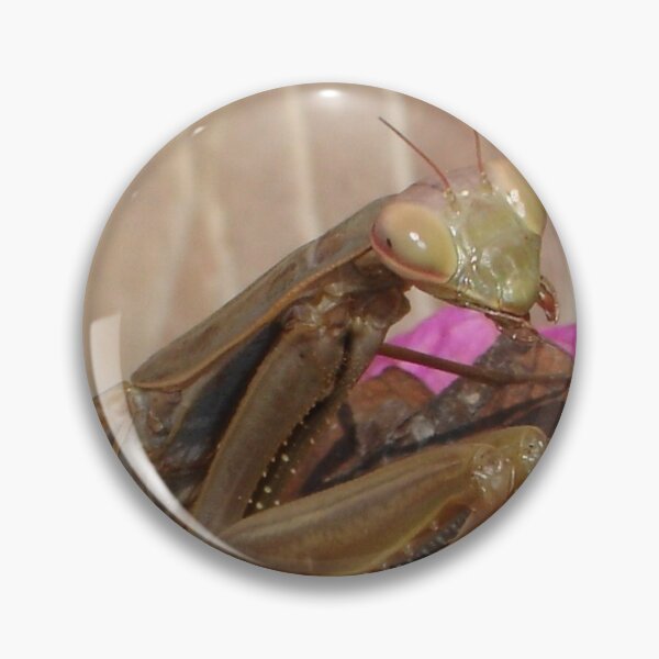 Item preview, Mantis Religiosa: The Praying Mantis designed and sold by taiche.