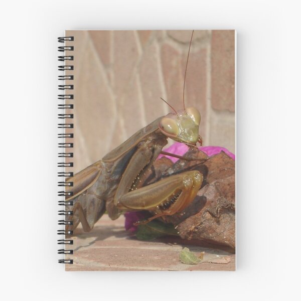 Item preview, Mantis Religiosa: The Praying Mantis designed and sold by taiche.