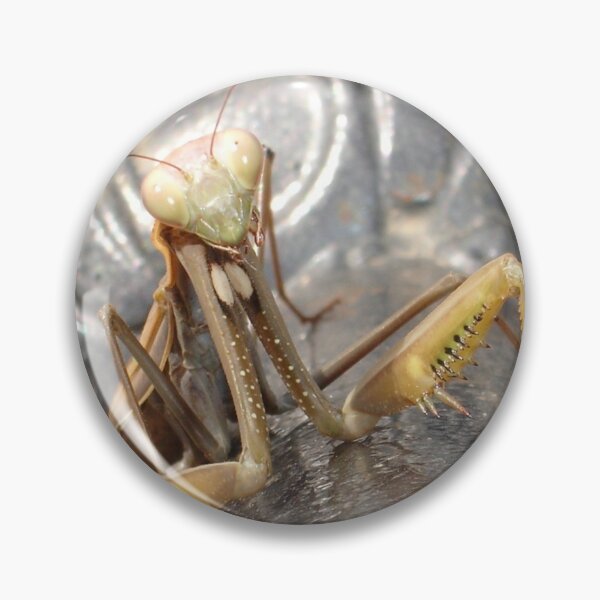Item preview, Praying Mantis in Macro designed and sold by taiche.