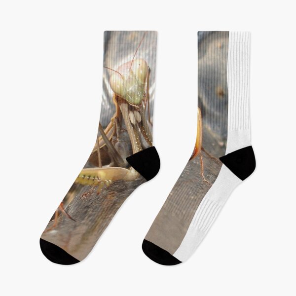 Item preview, Praying Mantis in Macro designed and sold by taiche.
