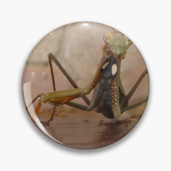 Item preview, Praying Mantis Making Eye Contact designed and sold by taiche.