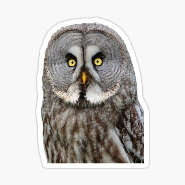 Item preview, Great Grey Owl designed and sold by OwlOccasions.