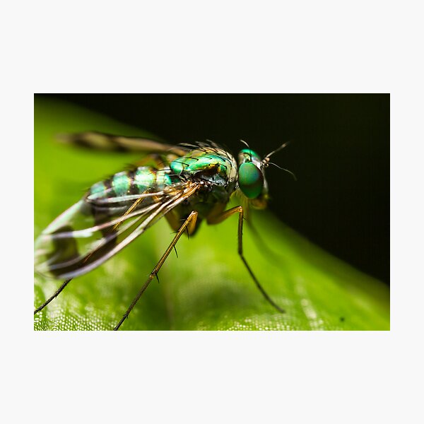 Item preview, Long Legged Fly designed and sold by Kerrod Sulter.