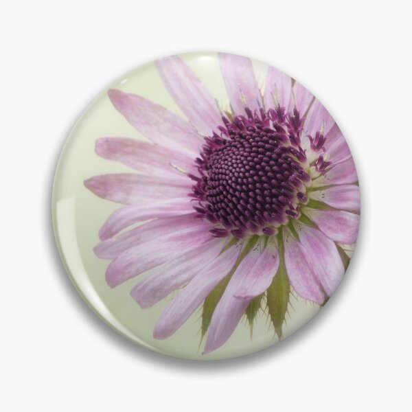Item preview, Berkheya Purpurea. designed and sold by John Ray.