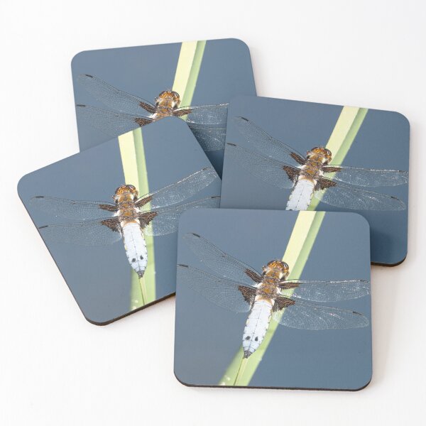 Item preview, Male Broad-bodied Chaser Dragonfly on a Reed designed and sold by MargaretClavell.