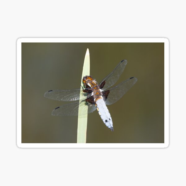 Male Broad-bodied Chaser Dragonfly on a Reed Sticker