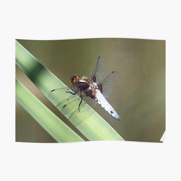 Male Broad-bodied Chaser Dragonfly on a Reed Poster