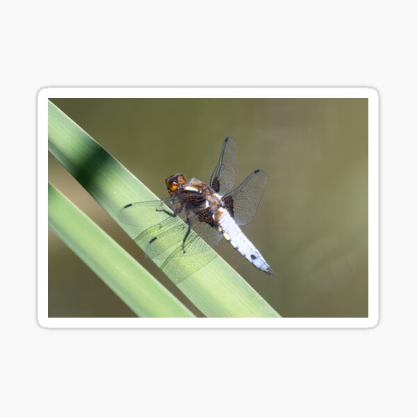 Male Broad-bodied Chaser Dragonfly on a Reed Sticker