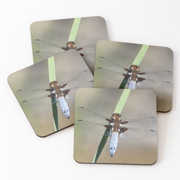 Item preview, Male Broad-bodied Chaser Dragonfly on a Reed designed and sold by MargaretClavell.