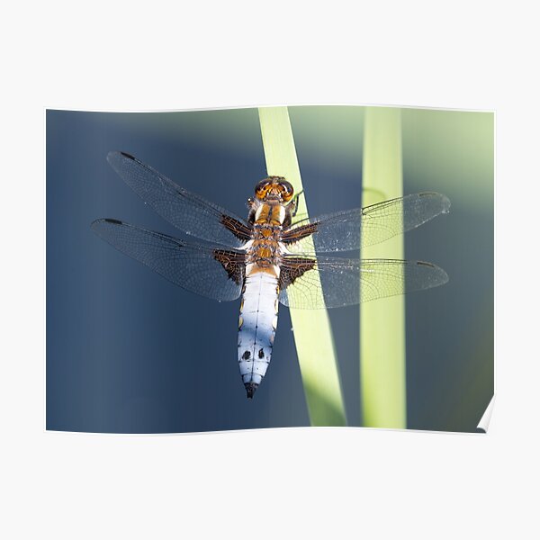 Male Broad-bodied Chaser Dragonfly on a Reed Poster