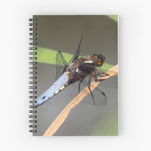 Item preview, Male Broad-bodied Chaser Dragonfly on a Reed designed and sold by MargaretClavell.
