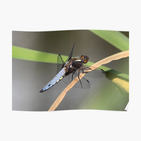 Male Broad-bodied Chaser Dragonfly on a Reed Poster