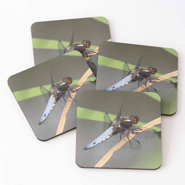 Item preview, Male Broad-bodied Chaser Dragonfly on a Reed designed and sold by MargaretClavell.