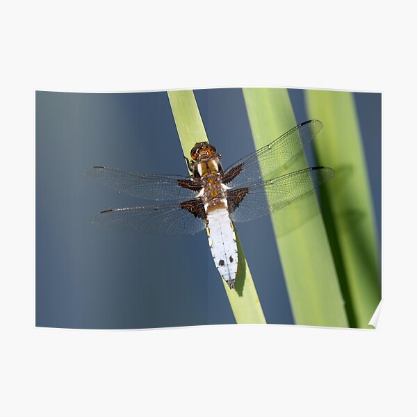 Male Broad-bodied Chaser Dragonfly on a Reed Poster