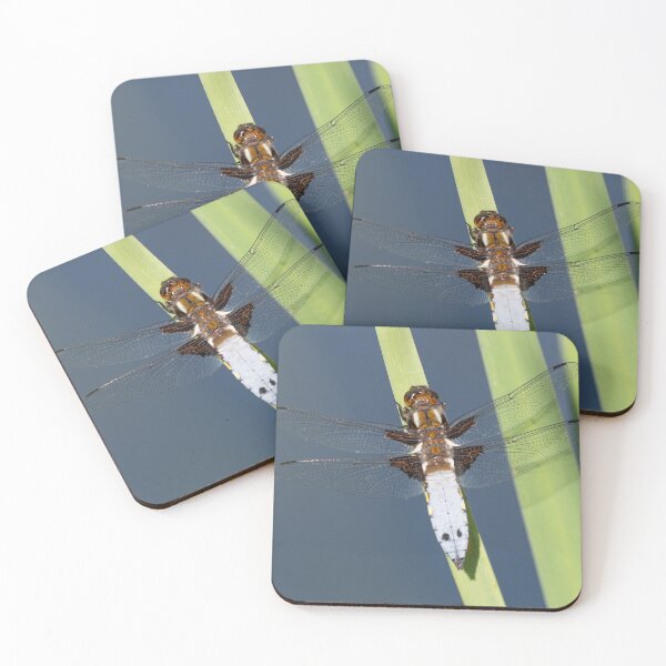 Item preview, Male Broad-bodied Chaser Dragonfly on a Reed designed and sold by MargaretClavell.