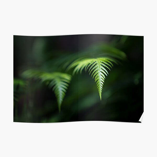 Fern in Dappled Sunlight Poster