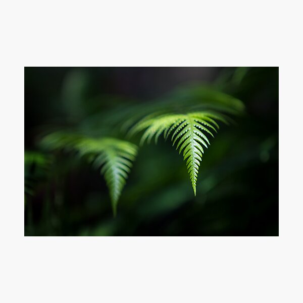 Fern in Dappled Sunlight Photographic Print