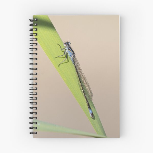 Item preview, Common Blue Damselfly Sitting on a Reed designed and sold by MargaretClavell.