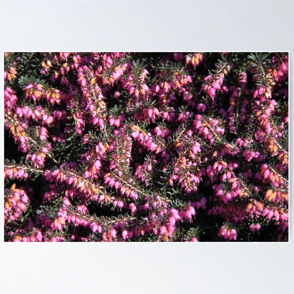 Bunch of heather flower (calluna vulgaris, erica, ling) on shabby