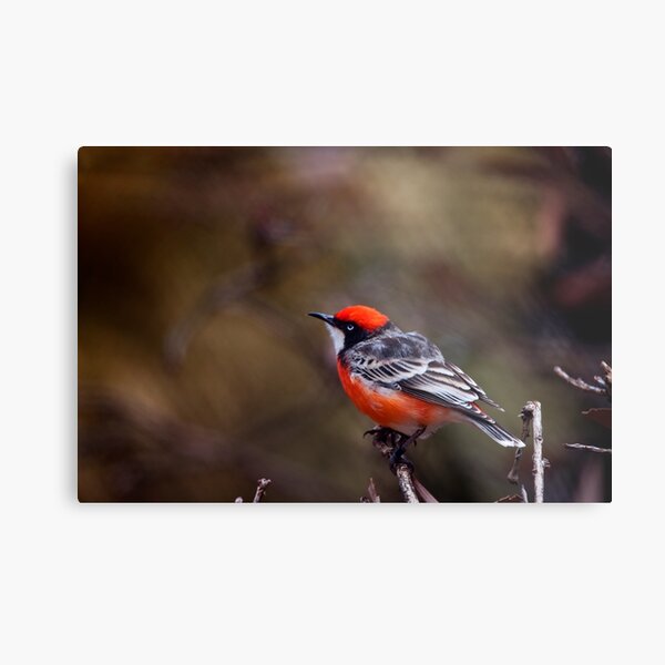 Crimson Chat Metal Print