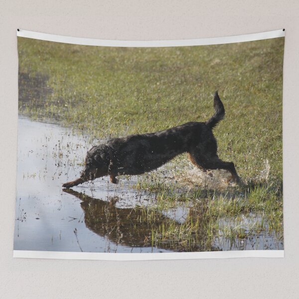Item preview, Beauceron dog having fun in puddles in the meadow	 designed and sold by EstelleRossetti.