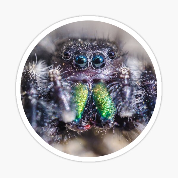 Lil' Hairy Face, Jumping Spider Macro Photograph Sticker
