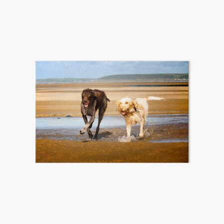 On the way to ice cream Spinone Art Board Print