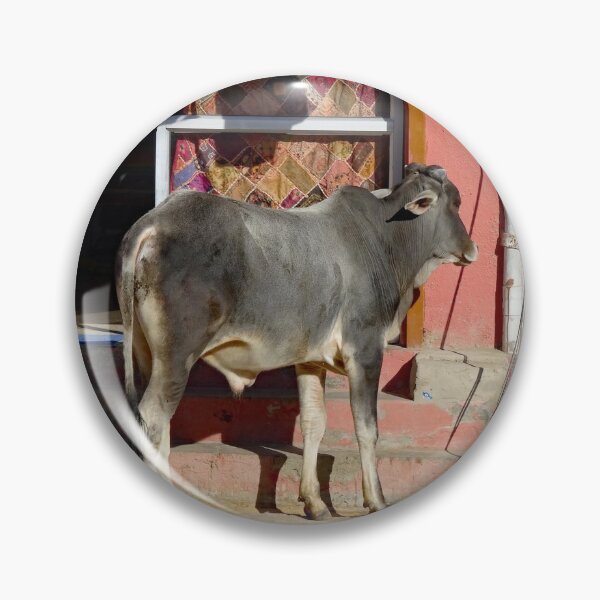 Item preview, Cow outside a shop in Mandawa in Rajasthan India designed and sold by cuisinecat2.